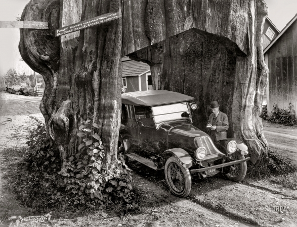 Photo showing: Alternate Root -- 1920. Pacific Highway through a Washington red cedar stump, 20 feet in diameter.