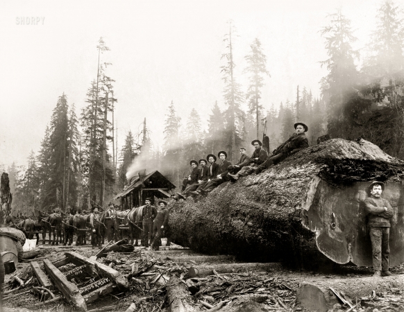 Photo showing: Big Log -- 1905. Men posing with team of horses hauling giant spruce log
30 feet in circumference. Cascade Mountains, Washington.