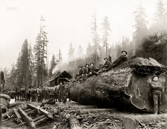 Photo showing: Big Log -- 1905. Men posing with team of horses hauling giant spruce log
30 feet in circumference. Cascade Mountains, Washington.
