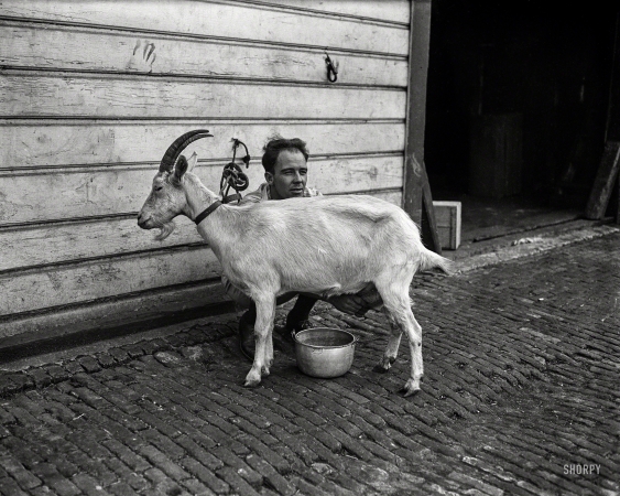 Photo showing: The Goat Whisperer -- September 1922. Washington, D.C. Nanny, a Swiss goat owned by Dr. James E. Chamberlain.