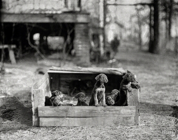 Photo showing: Dog Box -- February 1923. Washington, D.C., or vicinity. Puppies.