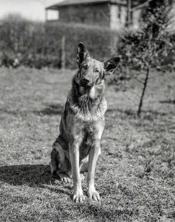 Photo showing: Crime Dog -- Washington, D.C., 1923. Police dog -- Gus Buchholz.