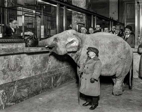 Photo showing: Elephant Bank -- Washington, D.C., 1924. Charlie Becker, trainer with Singer's Midgets, walked the
smallest elephant of his troupe to Merchants Bank, and made a deposit for Keith's Theatre.