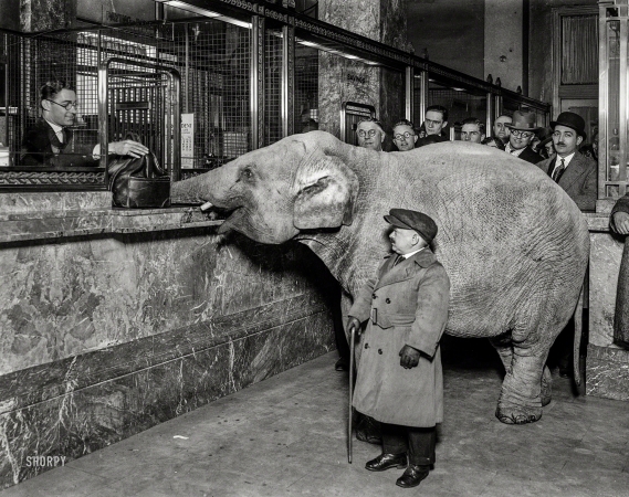 Photo showing: Elephant Bank -- Washington, D.C., 1924. Charlie Becker, trainer with Singer's Midgets, walked the
smallest elephant of his troupe to Merchants Bank, and made a deposit for Keith's Theatre.