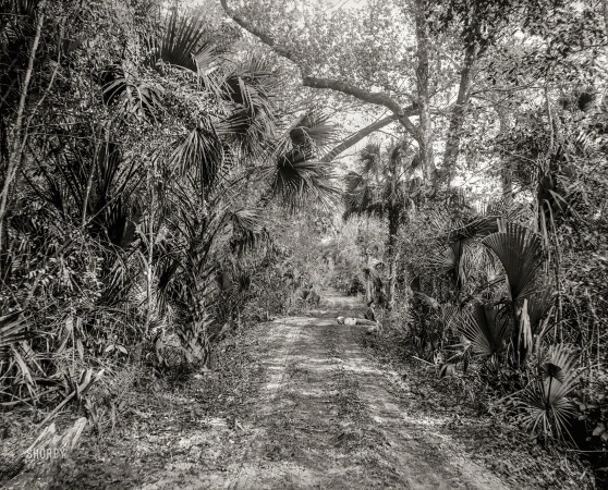 Photo showing: The Hammock Road -- Volusia County, Florida, circa 1897. The Hammock Road near Ormond.