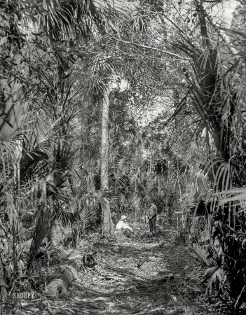 Photo showing: Wild Palms -- Volusia County, Florida, circa 1897. In the Ormond hammock.