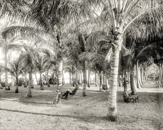 Photo showing: Cocoanut Grove -- Circa 1896. Cocoanut grove at McCormick's, Lake Worth, Florida.