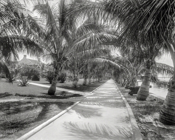 Photo showing: Palm Walk -- Florida circa 1897. Palm walk on Lake Worth, Palm Beach.