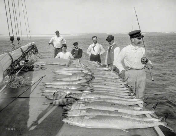 Photo showing: Catch of the Day -- 1894. Sport fishing, Palm Beach, Florida. Day's catch.