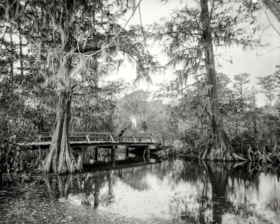 Photo showing: The Trees Knees -- A cypress swamp, somewhere in Mississippi circa 1897.