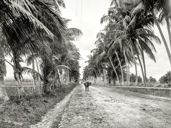 Photo showing: Military Road -- Circa 1901. The Military Road, San Juan, Puerto Rico.