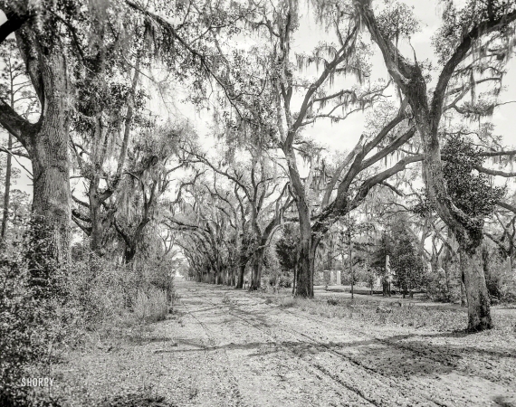 Photo showing: Midafternoon in the Garden -- Circa 1901. Bonaventure Cemetery, Savannah, Georgia.