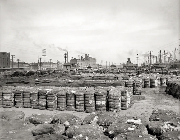 Photo showing: High Fiber -- New Orleans circa 1903. Cotton on the Mississippi River levee.