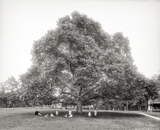 Photo showing: Family Tree -- 1904. Under the great oak, Manhanset Manor, Shelter Island, N.Y.