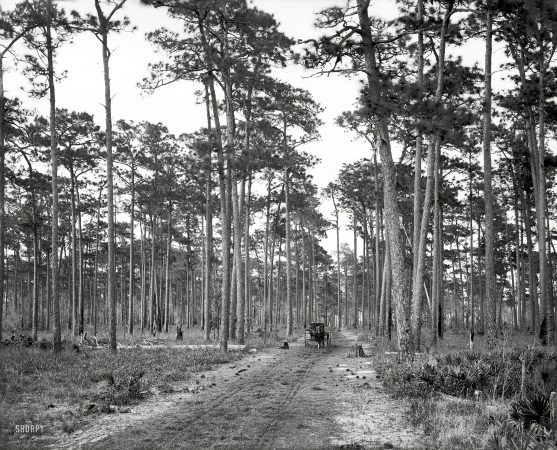 Photo showing: Florida Pines -- Circa 1905. In the pine woods, Florida.