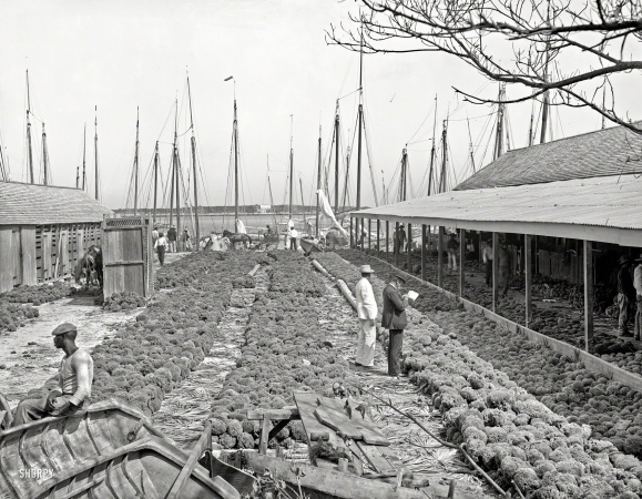 Photo showing: Porifera Aplenty -- Circa 1906. Sponge yard along the docks. Nassau, Bahama Islands.