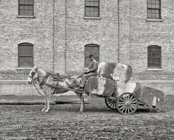 Photo showing: Not Forgotten -- Mobile, Alabama, 1906. A typical cotton cart.