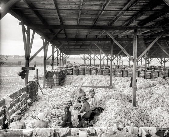 Photo showing: A Lotta Cotton -- Circa 1905. Sorting cotton -- Atlantic Cotton Compress Co., Pensacola, Florida.