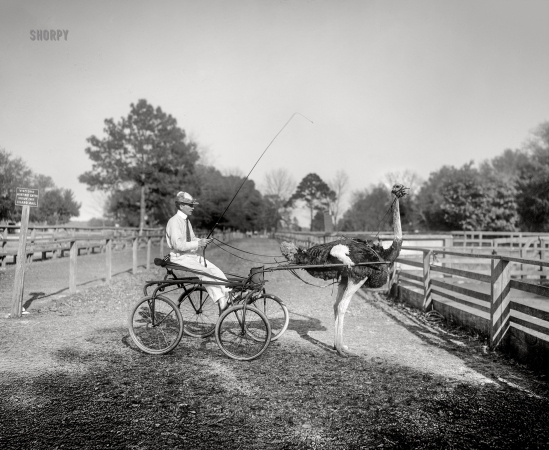 Photo showing: Ostrich Jockey -- Florida circa 1903. Oliver W., the famous trotting ostrich, Florida Ostrich Farm, Jacksonville.