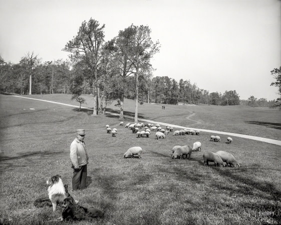 Photo showing: A Sheep Mows in Brooklyn -- New York circa 1905. Sheep in Prospect Park, Brooklyn.