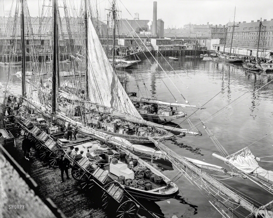 Photo showing: T-Wharf -- Circa 1903. Unloading fish at 'T' wharf, Boston, Mass.