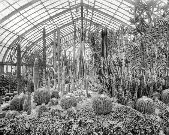 Photo showing: Captive Cacti -- Pittsburgh circa 1905. Cacti, Phipps Conservatory, Schenley Park.