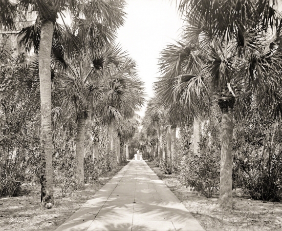 Photo showing: Avenue of Palms -- Palm Beach circa 1905. Avenue of Palms between the Royal Poinciana Hotel and the Breakers.