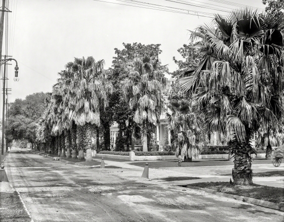 Photo showing: Palms Aplenty -- Circa 1910. St. Charles Avenue, New Orleans, Louisiana.