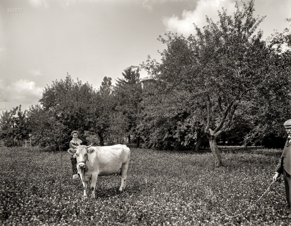 Photo showing: Family Cow -- Circa 1901. Family cow -- The Firs, New Baltimore, Michigan.