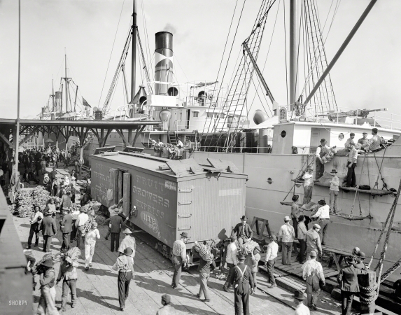 Photo showing: Back in the Day-O -- Circa 1903. Unloading bananas at New Orleans.