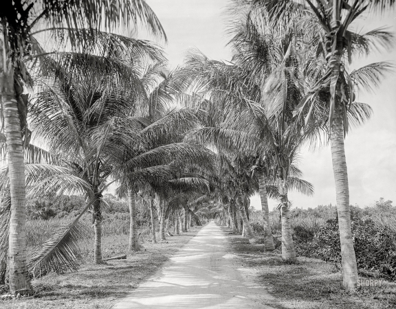 Photo showing: Parallel Palms -- Circa 1910. The road to the jungle. Palm Beach, Fla.