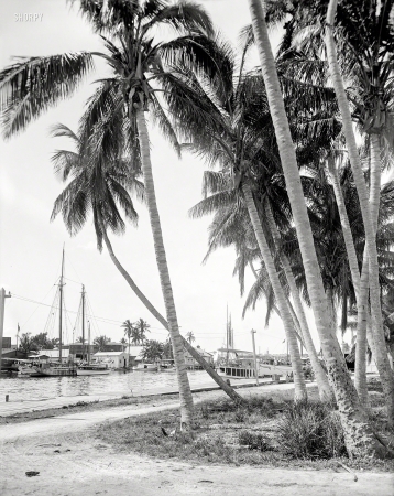 Photo showing: Surfside One -- Miami circa 1908. Cocoanut trees along the docks.