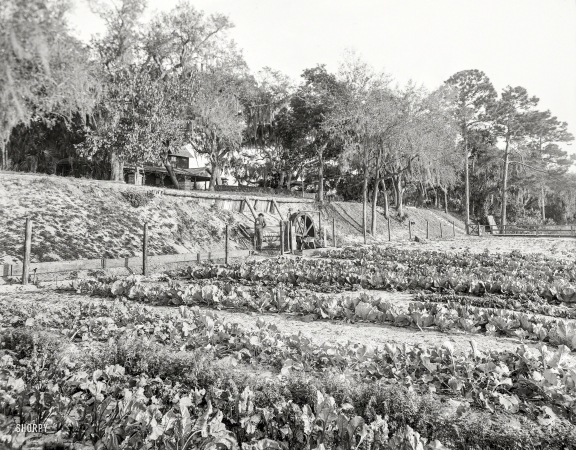 Photo showing: Leafy Greens -- Volusia County, Florida, circa 1903. Artesian well pumping water for irrigation at Ormond.