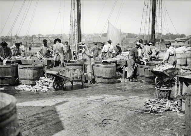 Photo showing: Fish in a Barrel -- Gloucester, Massachusetts, circa 1903. Handling a cargo from the fishing banks.