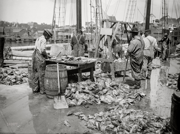 Photo showing: Cod and Man -- Gloucester, Massachusetts, circa 1905. Cod -- weighing the catch.
