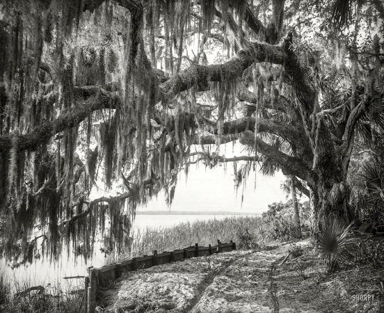 Photo showing: Arch Oak -- 1894. Royal arch oak with Spanish moss, Ormond, Florida.