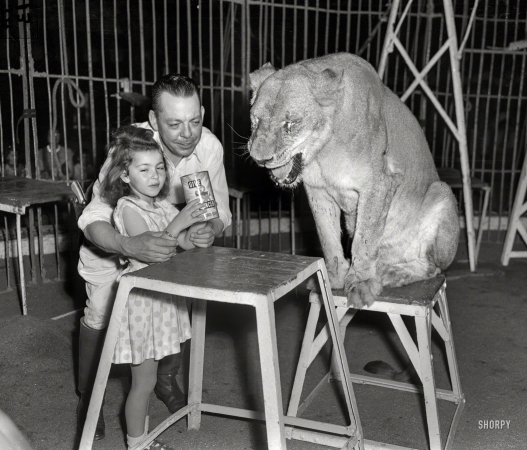 Photo showing: Hello Kitty -- Chicago circa 1958. American Cancer Society -- Circus lion tamer.