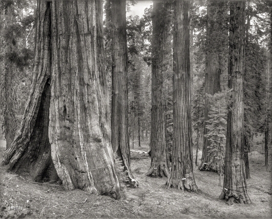 Photo showing: Lee Tree -- Circa 1890s California. Redwoods including the Gen. Robert E. Lee at right.