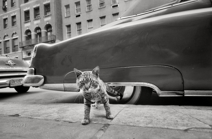 Photo showing: The Cadillac Cat -- May 1959. New York. Cat on sidewalk.