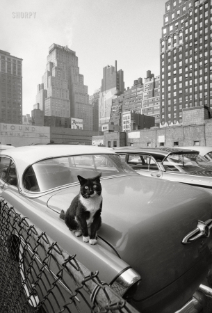 Photo showing: Cat Park -- October 1958. New York. Cat sitting on car in parking lot with skyscrapers in the distance.