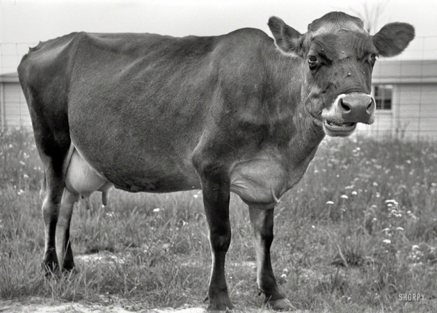 Photo showing: Chew on This -- May 1938. Cow at Wabash Farms cooperative, Indiana.