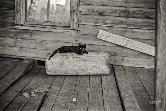 Photo showing: The Black Cat -- Summer 1936. Cat on porch of a sharecropper's cabin, Hale County, Alabama.