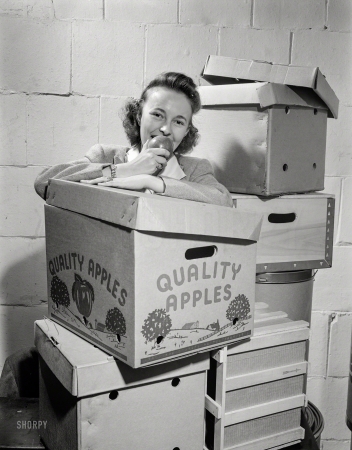 Photo showing: Daily Fiber -- September 1942. Substitute materials -- something new in apple containers.
To replace nail-bound wooden boxes, a fiber carton has been developed.