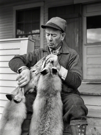 Photo showing: Faux Friends -- December 1941. Perley Mosley with three pelts from foxes he trapped. Eden Mills, Vermont.
