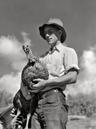 Photo showing: Bird Herder -- October 1939.  Chaffee County, Colorado. Paul Arnold, son of FSA client. Herding turkeys.