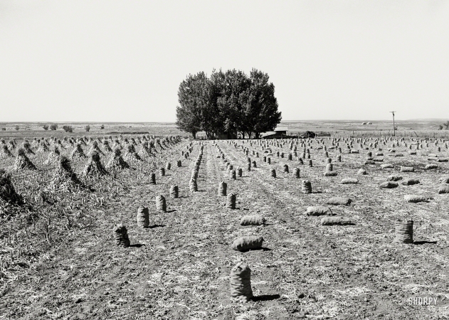 Photo showing: Western Onion -- October 1939. Harvesting onions in field of Farm Security Administration client. Western Slope Farms, Colorado.