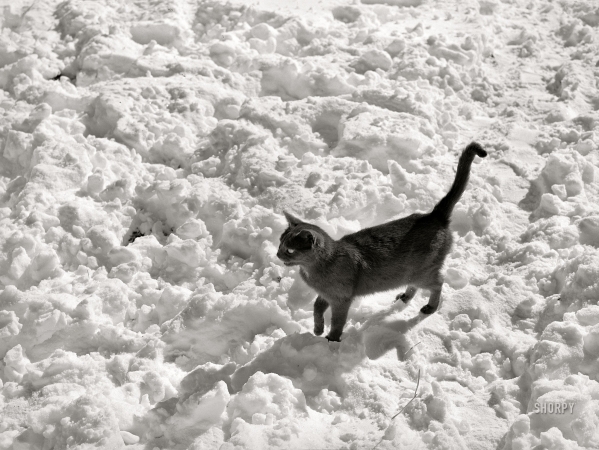 Photo showing: Snow-Cat -- February 1940. Black cat in snow. Ross County, Ohio.