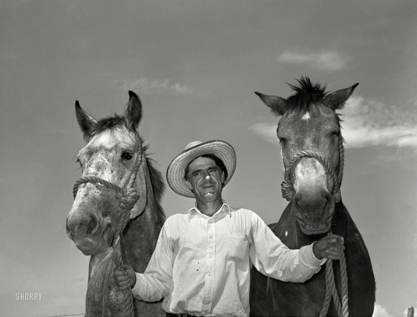 Photo showing: Government Mules -- September 1939. Ernest W. Kirk Jr., whose team of mules was bought
with a Farm Security Administration loan. Near Ordway, Colorado.