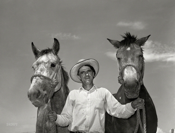 Photo showing: Government Mules -- September 1939. Ernest W. Kirk Jr., whose team of mules was bought
with a Farm Security Administration loan. Near Ordway, Colorado.