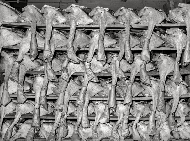 Photo showing: Texas Turkeys -- November 1939. Selected turkeys on the racks awaiting shipment. Cooperative poultry house in Brownwood, Texas.